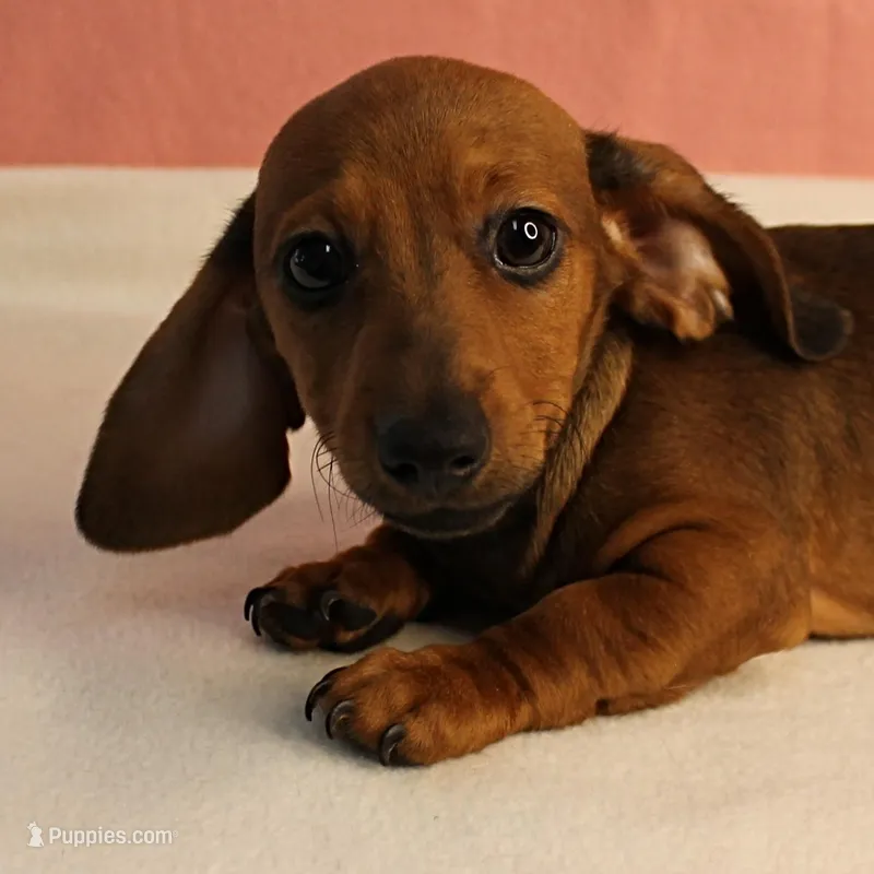 AKC Taylor's Red Male 1 – Miniature Dachshund puppy for sale in Mount Olive, NC