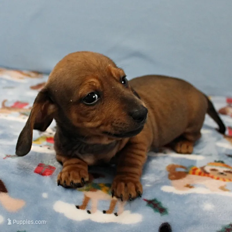 AKC Taylor's Red Male 1