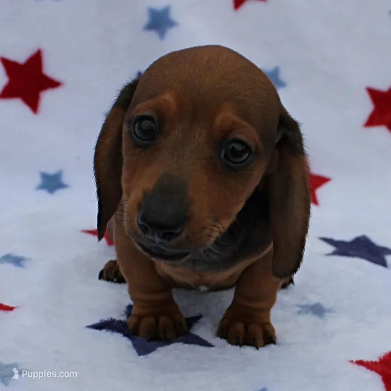 AKC Taylor's Red Male 1 – Miniature Dachshund puppy for sale in Mount Olive, NC