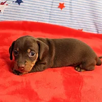 AKC Heidi's Chocolate & Tan Female Puppy 2, a female Miniature Dachshund for sale in Mount Olive, NC – 5 of 10