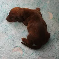 AKC Freckles Red Female Puppy 1, a female Miniature Dachshund for sale in Mount Olive, NC – 4 of 8