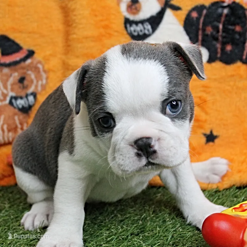 AKC Lula's Blue & White Male Puppy 2 – Boston Terrier puppy for sale in Mount Olive, NC