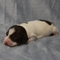 AKC Mae Mae's Black & White Piebald Male Puppy , a male Miniature Dachshund for sale in Mount Olive, NC – 3 of 10