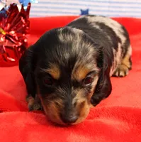 AKC Sallie's Black & Silver Dapple, Long Coat Male Puppy 4, a male Miniature Dachshund for sale in Mount Olive, NC – 5 of 10