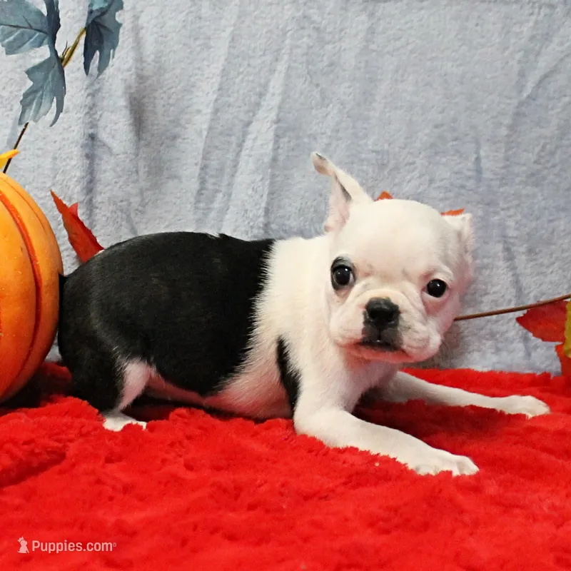 AKC Polly's White Face Female Puppy 3 – Boston Terrier puppy on hold in Mount Olive, NC