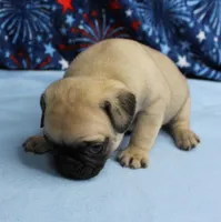 AKC Candy's Fawn Male Puppy 5, a male Pug for sale in Mount Olive, NC – 5 of 10