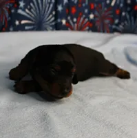 AKC Sallie's Black & Tan, Long Coat Female Puppy 1, a female Miniature Dachshund for sale in Mount Olive, NC – 3 of 10