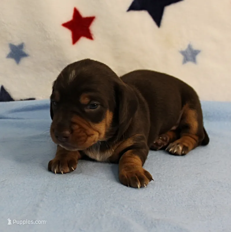 AKC Heidi's Chocolate & Tan Male Puppy 4 – Miniature Dachshund puppy for sale in Mount Olive, NC