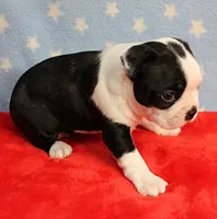Myrtle's Black & White Male Puppy 1, a male Boston Terrier for sale in Mount Olive, NC – 8 of 10