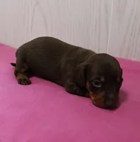 AKC Maggie's Chocolate & Tan Female Puppy 2, a female Miniature Dachshund for sale in Mount Olive, NC – 7 of 10
