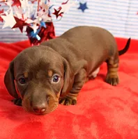 AKC Heidi's Chocolate & Tan Male Puppy 3, a male Miniature Dachshund for sale in Mount Olive, NC – 4 of 9