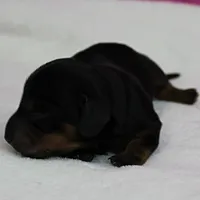 AKC Harleys Black & Tan Female Puppy 2, a female Miniature Dachshund for sale in Mount Olive, NC – 2 of 10