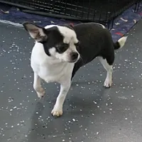 Minnie, a female Chihuahua for sale in Mount Olive, NC – Photo 4 of 10