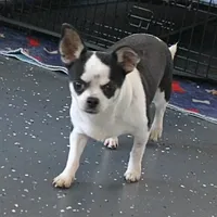 Minnie, a female Chihuahua for sale in Mount Olive, NC – Photo 2 of 10