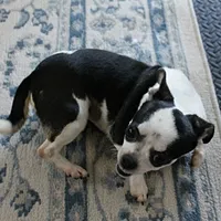 Minnie, a female Chihuahua for sale in Mount Olive, NC – Photo 8 of 10