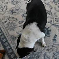 Minnie, a female Chihuahua for sale in Mount Olive, NC – Photo 10 of 10