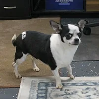 Minnie, a female Chihuahua for sale in Mount Olive, NC – Photo 1 of 10