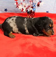 AKC Sallie's Black & Silver Dapple, Long Coat Male Puppy 4, a male Miniature Dachshund for sale in Mount Olive, NC – 9 of 10
