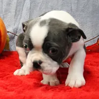 AKC Bubble's Blue & White Male Puppy 3, a male Boston Terrier for sale in Mount Olive, NC – 2 of 10