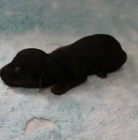 AKC Freckles Red with Black Tips Male Puppy 8, a male Miniature Dachshund for sale in Mount Olive, NC – 5 of 10