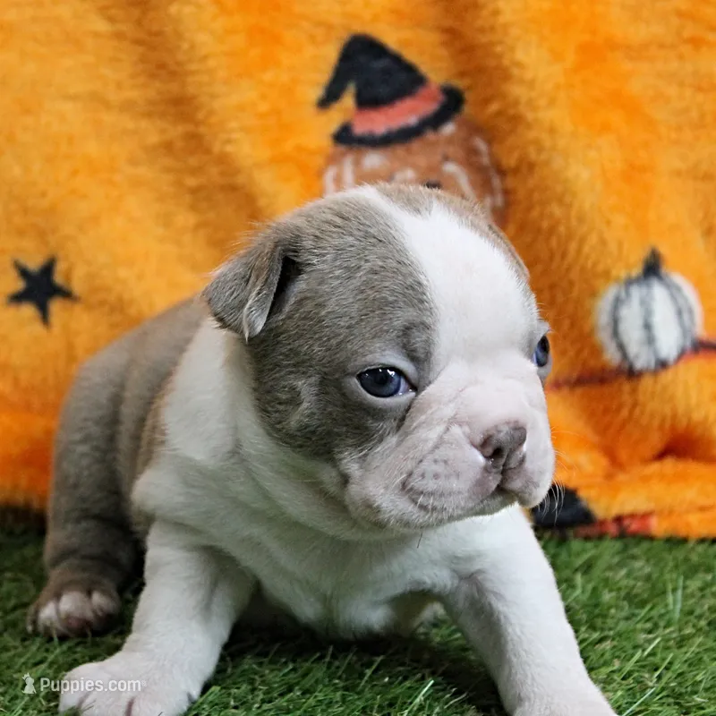 AKC Willow's Lilac & White Male Puppy 3 – Boston Terrier puppy for sale in Mount Olive, NC