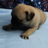 AKC Candy's Fawn Male Puppy 3, a male Pug for sale in Mount Olive, NC – 2 of 10