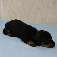 AKC Maggie's Black & Tan Male Puppy 3, a male Miniature Dachshund for sale in Mount Olive, NC – 5 of 10