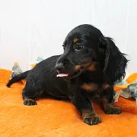 AKC Taylor's Black & Tan LH Male Puppy 1, a male Miniature Dachshund for sale in Mount Olive, NC – 3 of 10