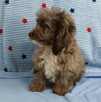 Twinkle's Chocolate Merle Male Puppy 4, a male Cockapoo for sale in Mount Olive, NC – 3 of 10