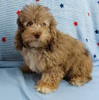 Twinkle's Chocolate Merle Male Puppy 3, a male Cockapoo for sale in Mount Olive, NC – 7 of 10