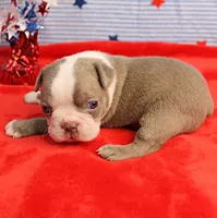 AKC Zoe's Blue & White Male Puppy 2, a male Boston Terrier for sale in Mount Olive, NC – 4 of 10