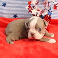 AKC Zoe's Blue & White Male Puppy 2, a male Boston Terrier for sale in Mount Olive, NC – 8 of 10