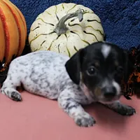 AKC Freckles Black & Tan Piebald on White Female Puppy 2, a female Miniature Dachshund for sale in Mount Olive, NC – 2 of 10