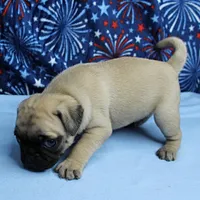 AKC Candy's Fawn Male Puppy 4, a male Pug for sale in Mount Olive, NC – 5 of 10