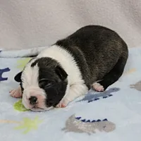 AKC Puddin's Black & White Brindle Male 2, a male Boston Terrier for sale in Mount Olive, NC – 6 of 10