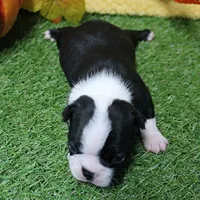  AKC Annie's Black & White Female Puppy 2, a female Boston Terrier for sale in Mount Olive, NC – 5 of 8