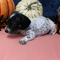 AKC Freckles Black & Tan Piebald on White Female Puppy 2, a female Miniature Dachshund for sale in Mount Olive, NC – 7 of 10