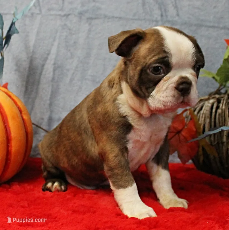 AKC Willow's Lilac & White Male Puppy 3 – Boston Terrier puppy on hold in Mount Olive, NC
