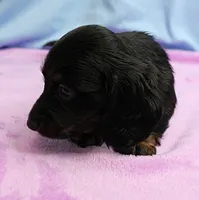 AKC Taylor's Black & Tan Male Puppy 4, a male Miniature Dachshund for sale in Mount Olive, NC – 10 of 10