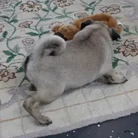 AKC Sandy's Male Puppy 3, a male Pug for sale in Mount Olive, NC – Photo 5 of 10