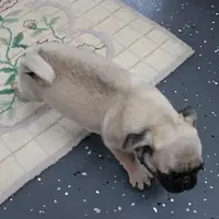 AKC Sandy's Male Puppy 3, a male Pug for sale in Mount Olive, NC – Photo 8 of 10