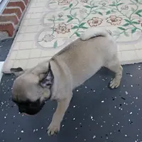 AKC Sandy's Male Puppy 3, a male Pug for sale in Mount Olive, NC – Photo 3 of 10