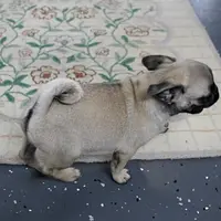 AKC Sandy's Male Puppy 3, a male Pug for sale in Mount Olive, NC – Photo 2 of 10