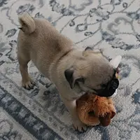 AKC Sandy's Male Puppy 3, a male Pug for sale in Mount Olive, NC – Photo 10 of 10