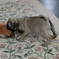 AKC Sandy's Male Puppy 3, a male Pug for sale in Mount Olive, NC – Photo 4 of 10