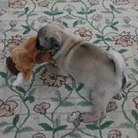 AKC Sandy's Male Puppy 3, a male Pug for sale in Mount Olive, NC – Photo 6 of 10