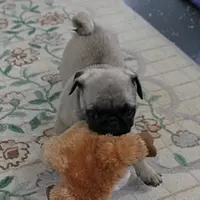 AKC Sandy's Male Puppy 3, a male Pug for sale in Mount Olive, NC – Photo 1 of 10