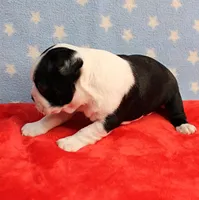 Myrtle's Black & White Male Puppy 1, a male Boston Terrier for sale in Mount Olive, NC – 7 of 10