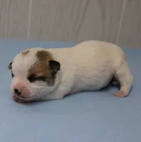  Chelsea's Fawn & White Male Puppy 4, a male Chihuahua for sale in Mount Olive, NC – 5 of 10