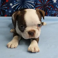 AKC Zoey's Chocolate & White Male Puppy 3, a male Boston Terrier for sale in Mount Olive, NC – 8 of 10